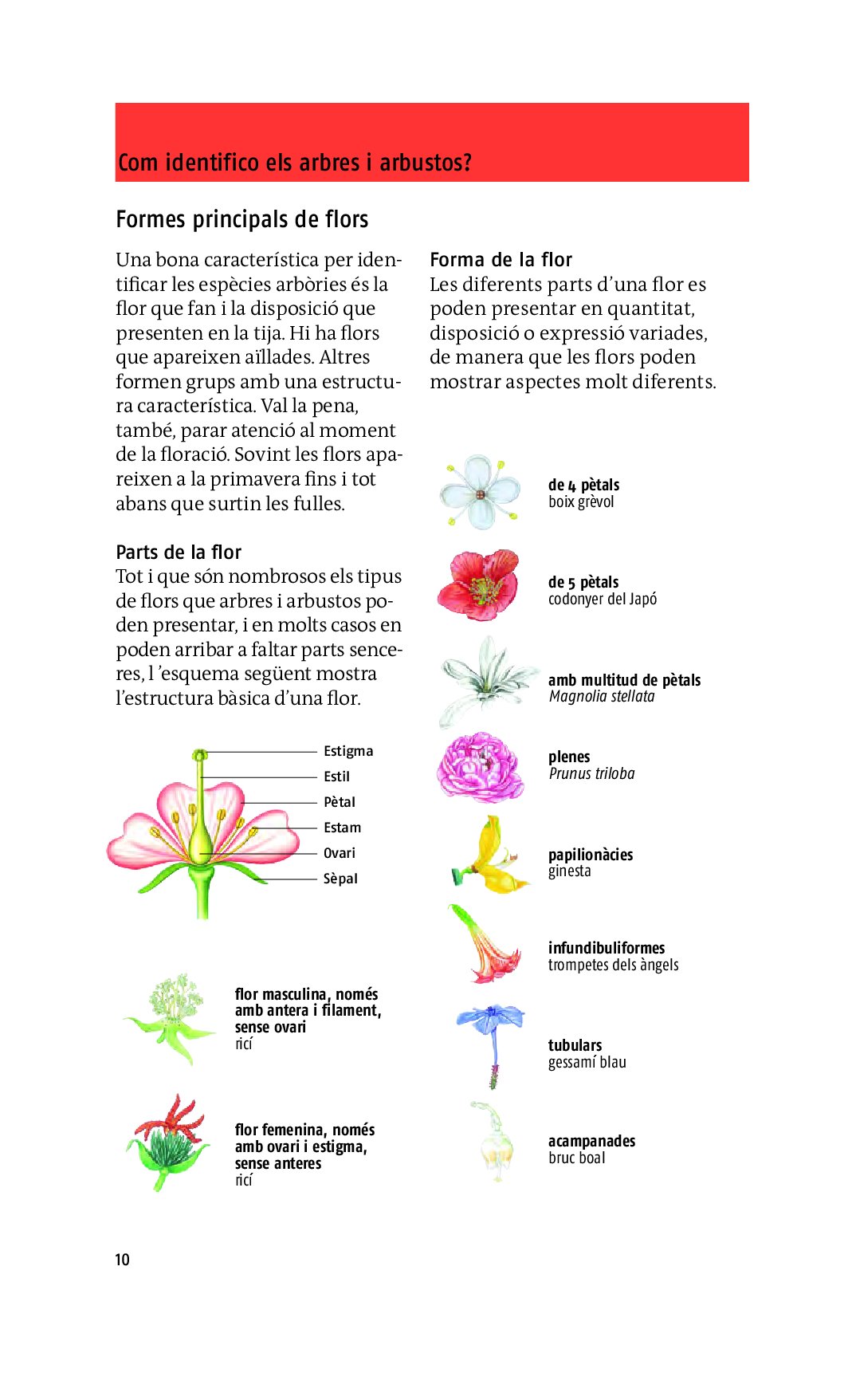 arbres, 350 espcies d'europa