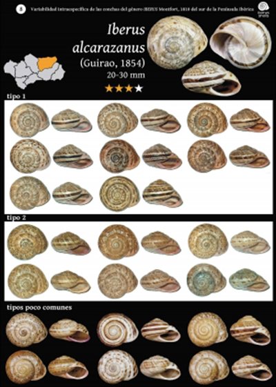gua variabilidad intraespecfica de las conchas del gnero iberus montfort, 1810 del sur de la pennsula ibrica