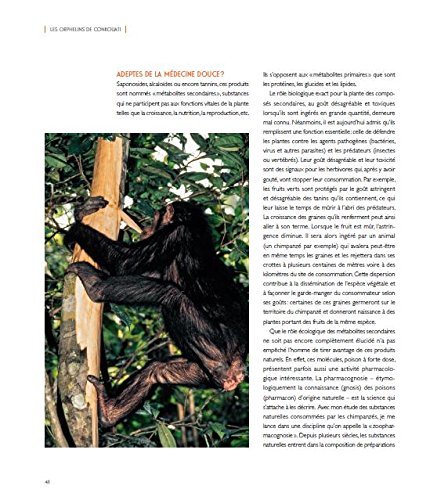 les chimpanzs des monts de la lune
