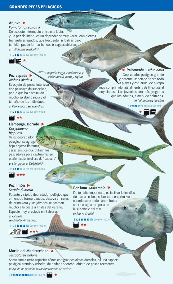 peces pelgicos y de fondos profundos del mar balear. miniguia de mar