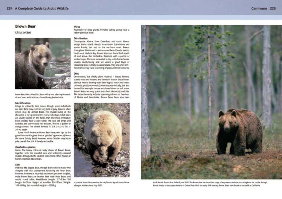 a complete guide to arctic wildlife