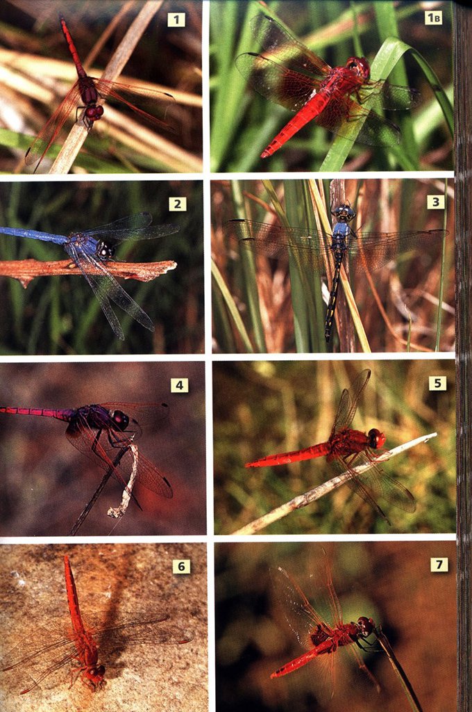 a field guide to insects of south africa. updated 2004. the first comprehensive guide to african insects with full-colour photographs of over 1200 species
