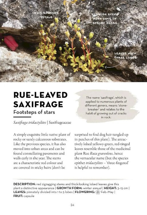 a field guide to urban plants. the flora of pavements, walls and waste ground
