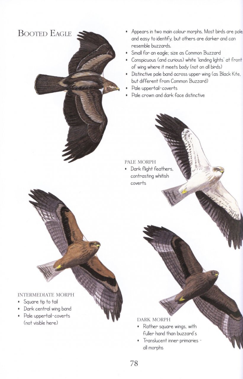 birds id insights. identifying the more difficult birds of britain and north-west europe