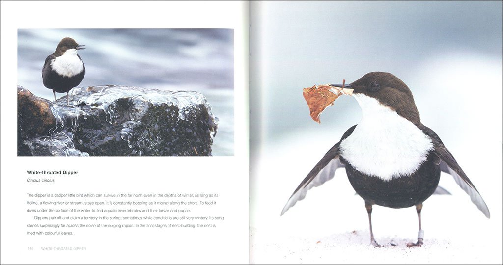 birds in pictures