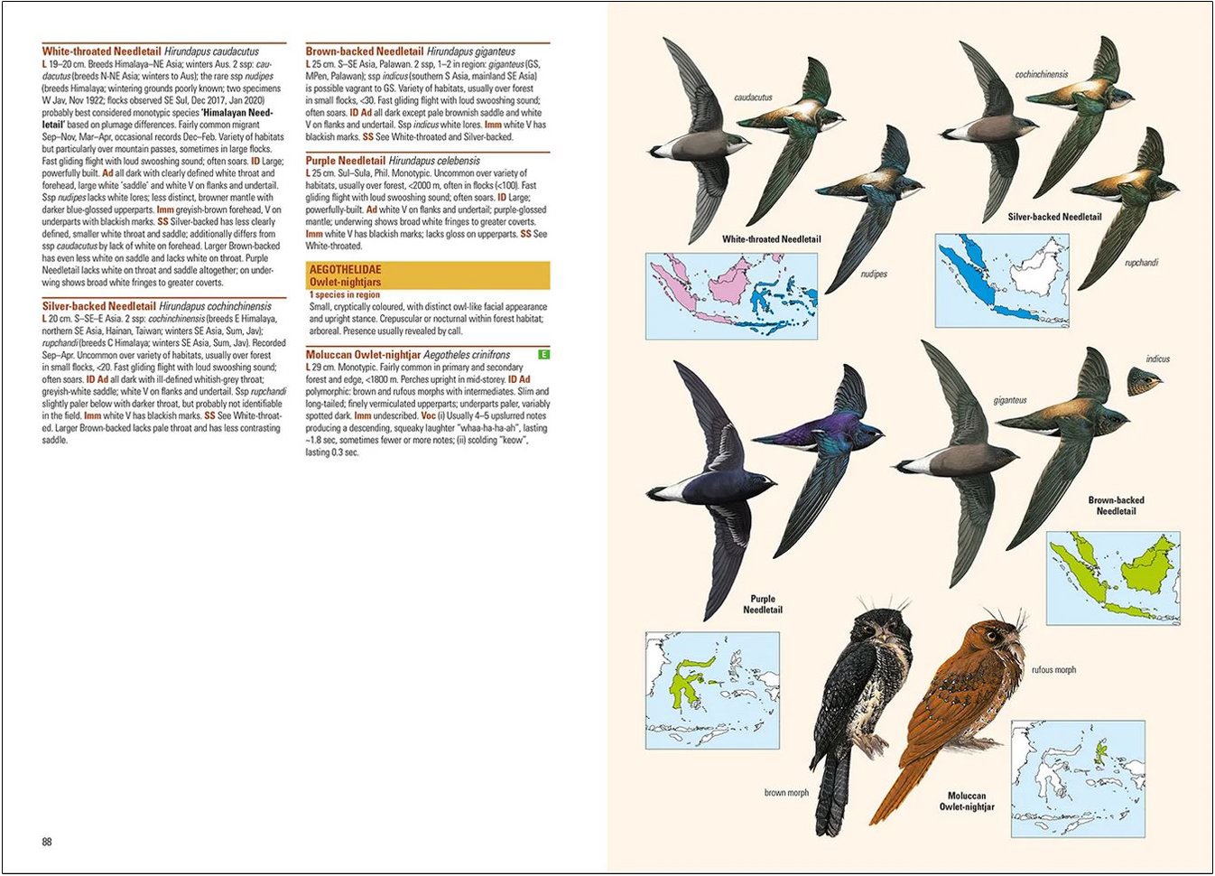 birds of the indonesian archipelago. greater sundas and wallacea