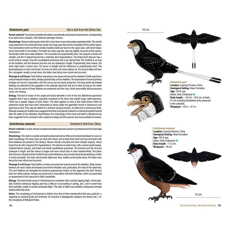 birds of the mesozoic. an illustrated field guide