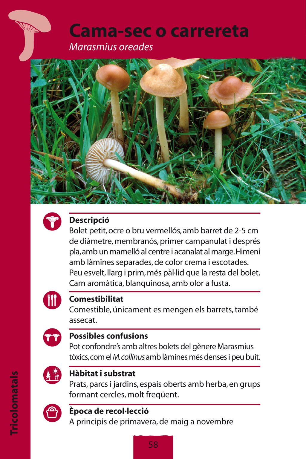 bolets. quaderns natura