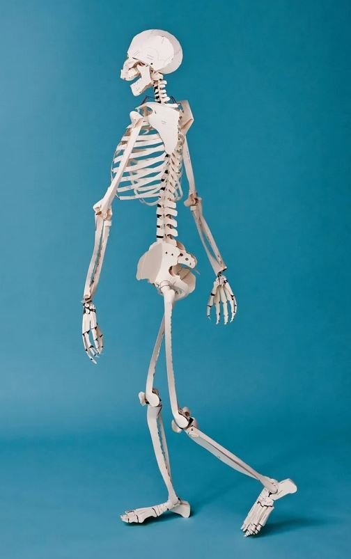 build your own human skeleton
