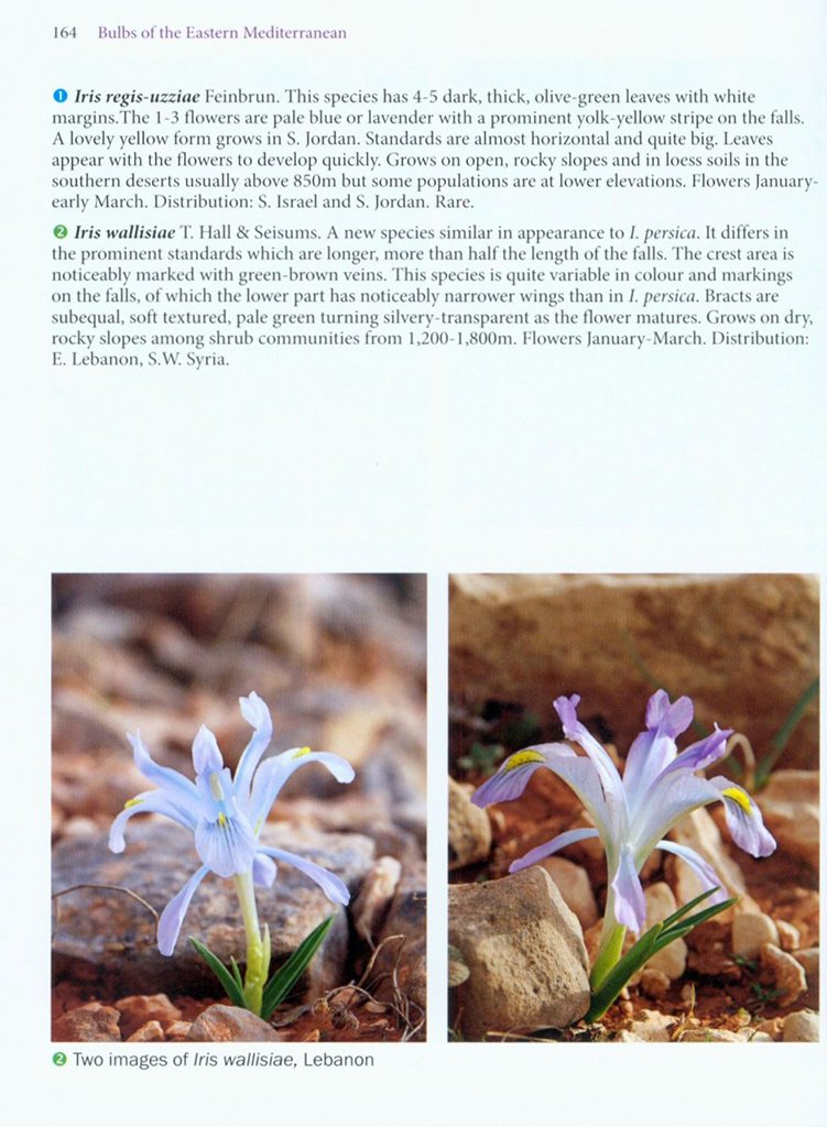 bulbs of the eastern mediterranean
