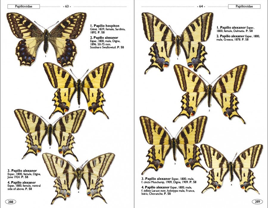 butterflies of europe and neighbouring regions
