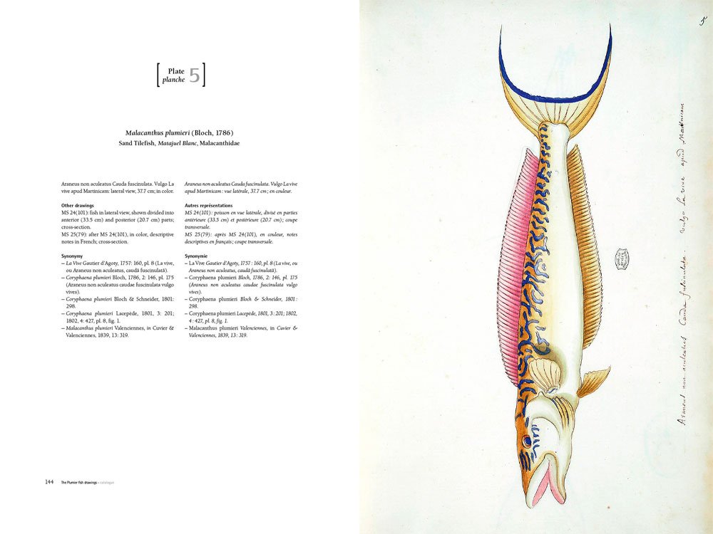 charles plumier (1646-1704) et ses dessins de poissons de france et des antilles/ and his drawings of french and caribbean fishes
