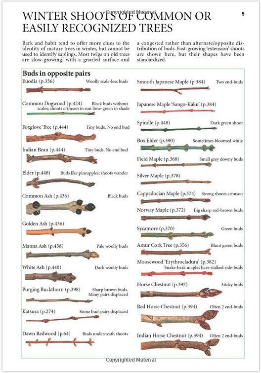 collins tree guide. the most complete field guide to the trees of britain and europe