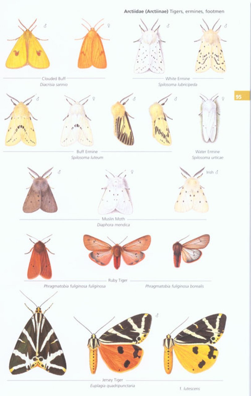 concise guide to the moths of great britain and ireland