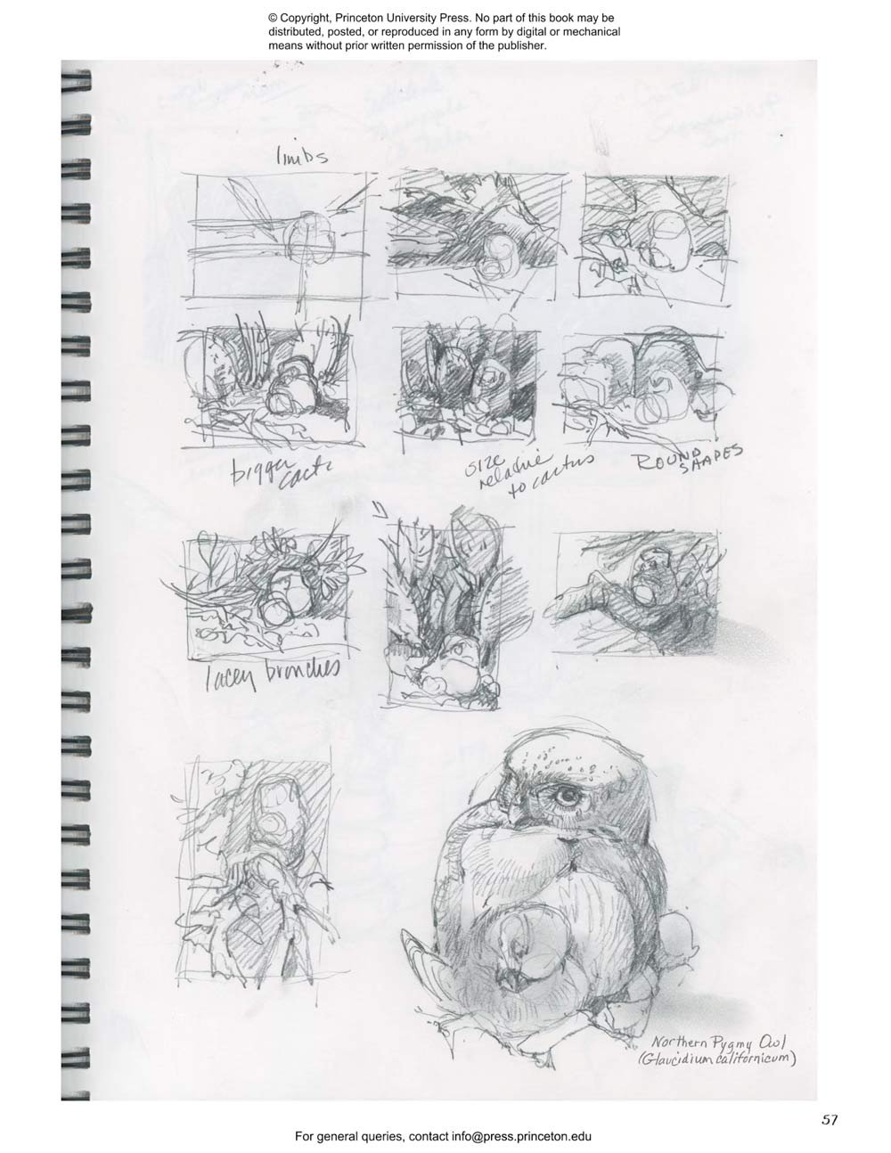 drawing nature: the creative process of an artist, illustrator, and naturalist