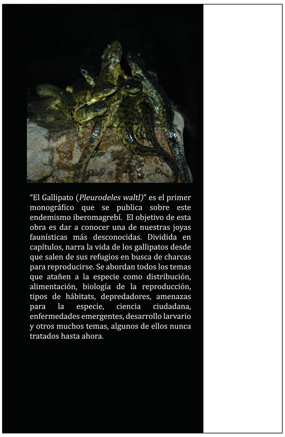 el gallipato (pleurodeles waltl)