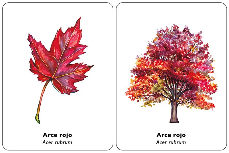 encuentra la hoja. juego de memoria