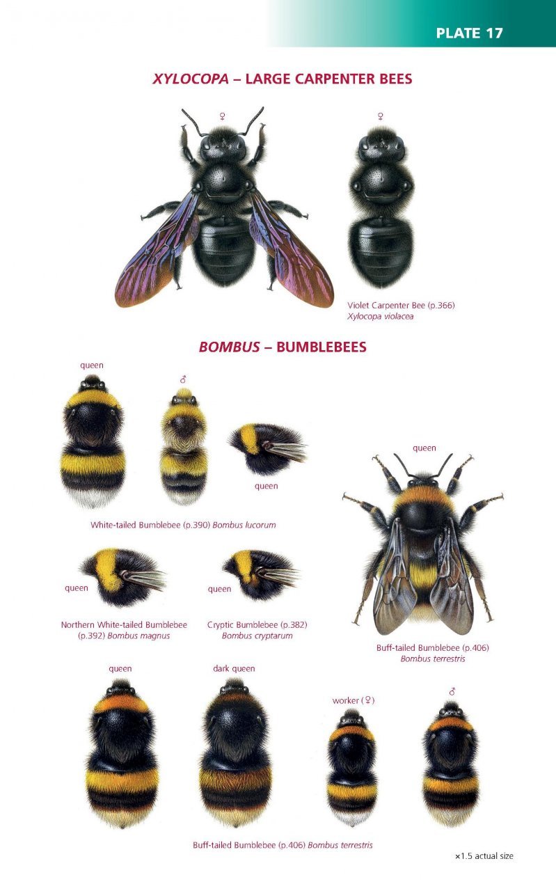 field guide to the bees of great britain and ireland