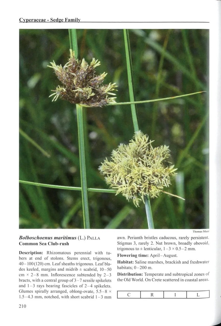 flora cretica a complete handbook of all flowering plants, lycopods and ferns occuring on the island of crete and surroundind islets