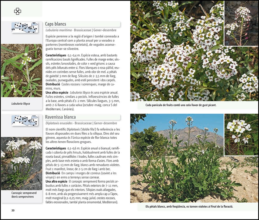flora del mediterrani