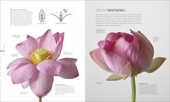 flora. el mundo secreto de las plantas
