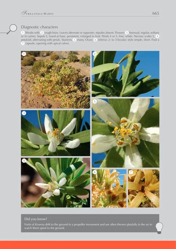 flowering plant families of southern africa