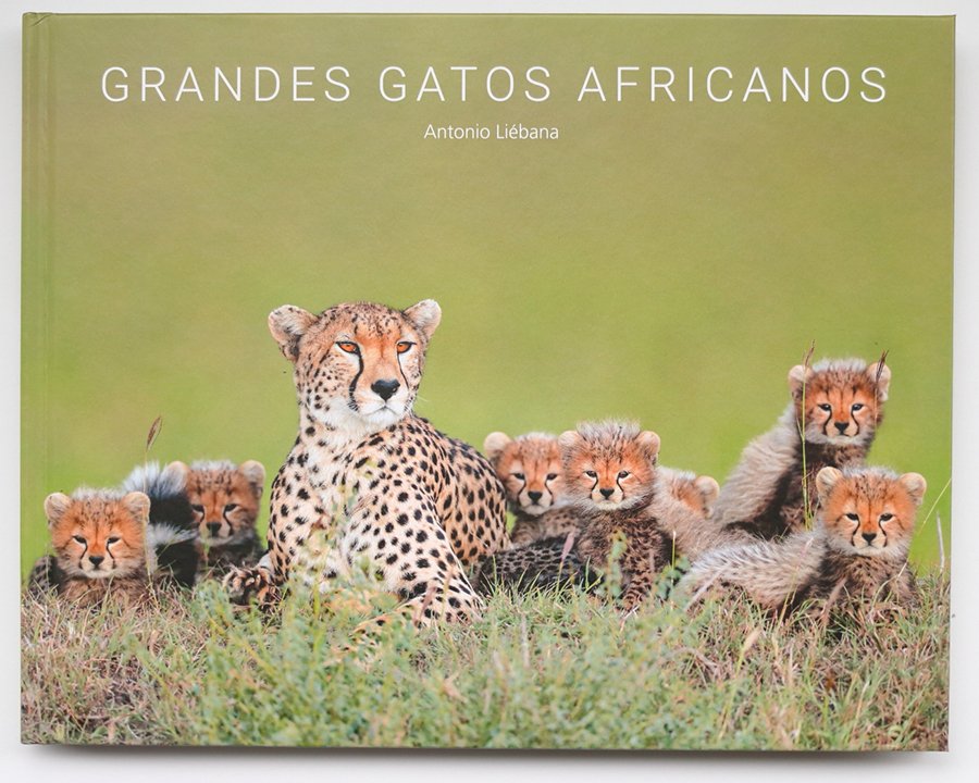 grandes gatos africanos