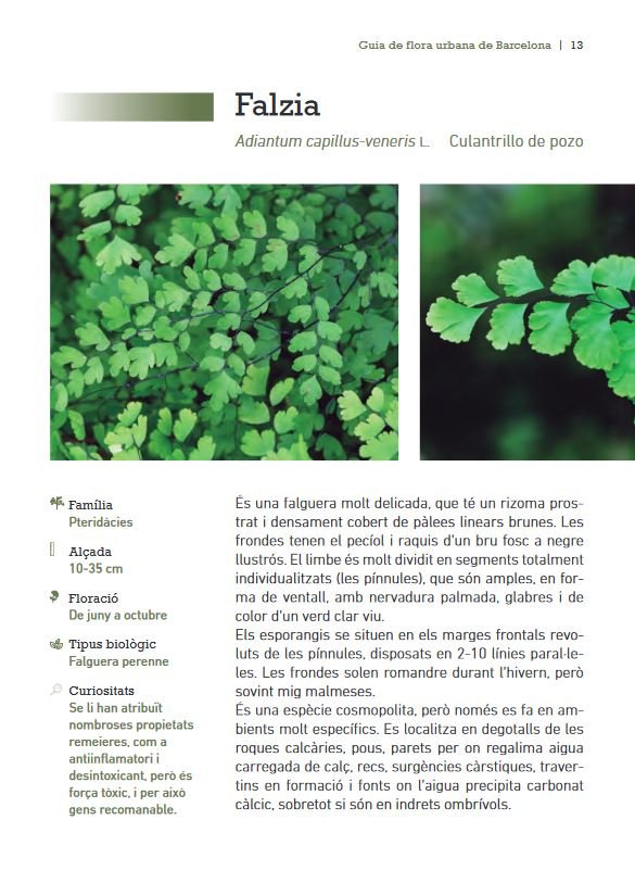 guia de flora urbana de barcelona