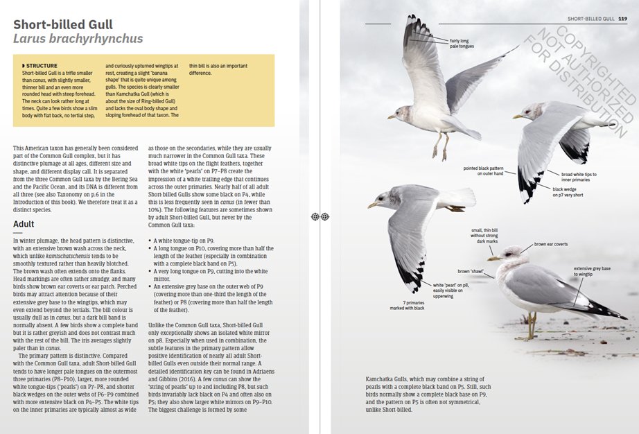 gulls of europe, north africa, and the middle east. an identification guide