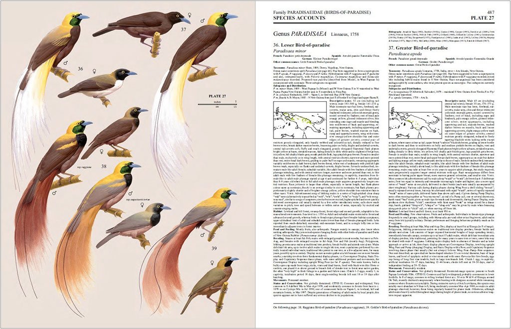 handbook of the birds of the world, vol. 14. bush-shrikes to old world sparrows