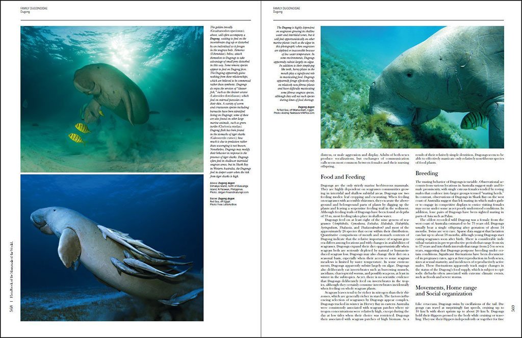 handbook of the mammals of the world. vol. 4 sea mammals