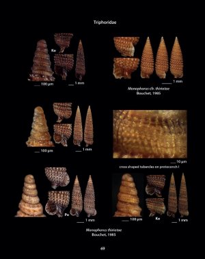 hellenic conches
