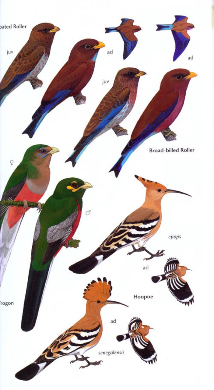 helm field guide. birds of ghana