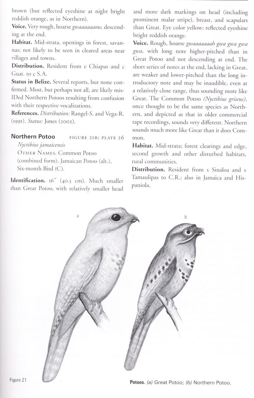helm field guides. birds of belize