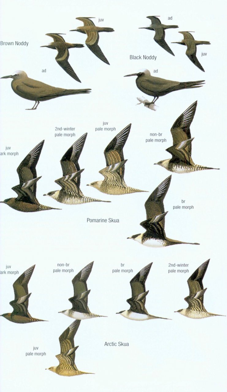 helm field guides. birds of borneo
