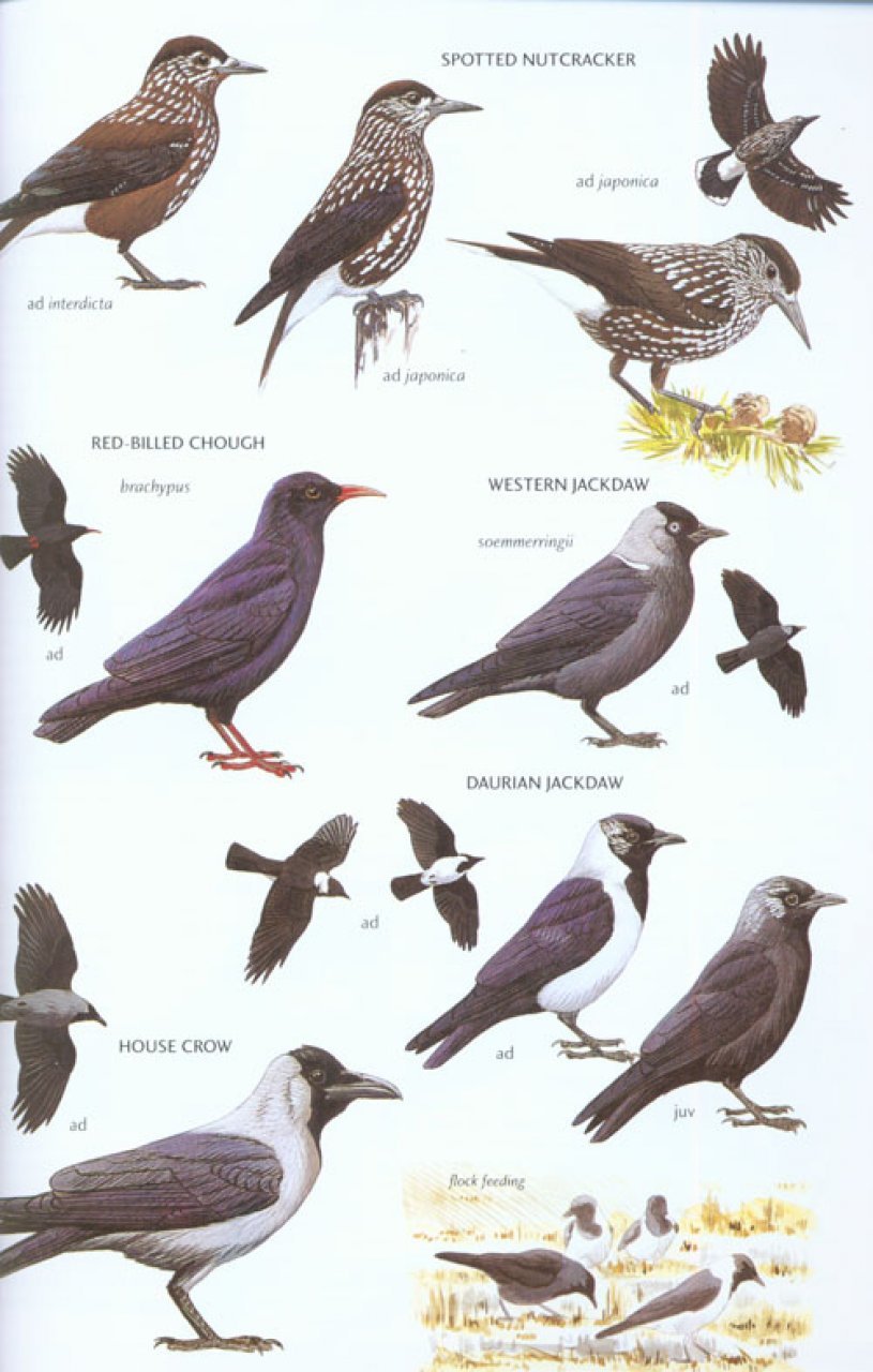 helm field guides. birds of east asia