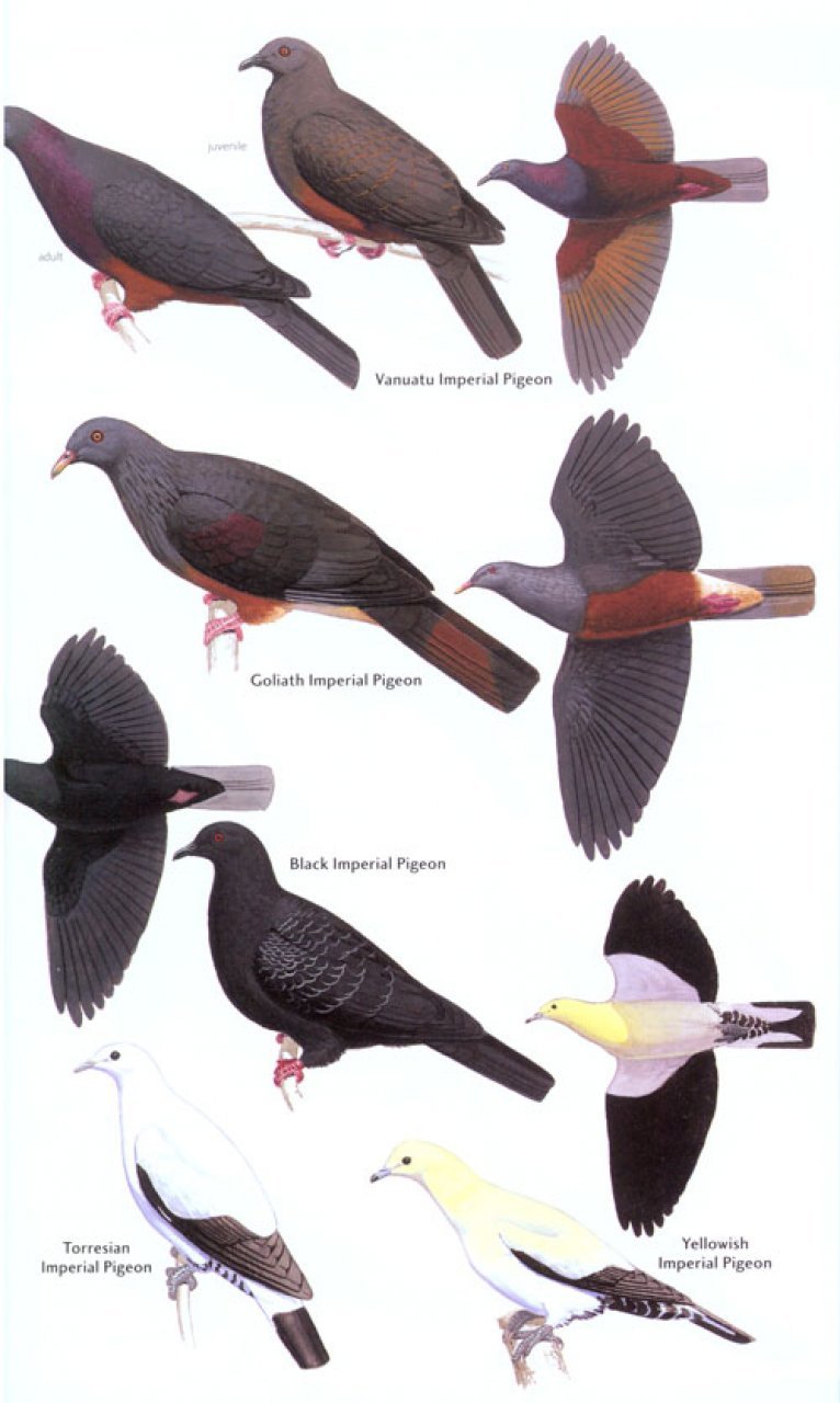 helm field guides. birds of melanesia