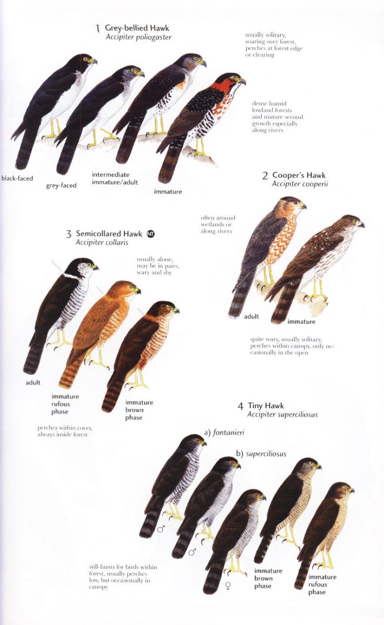 helm field guides. birds of northern south america. an identification guide. plates and maps
