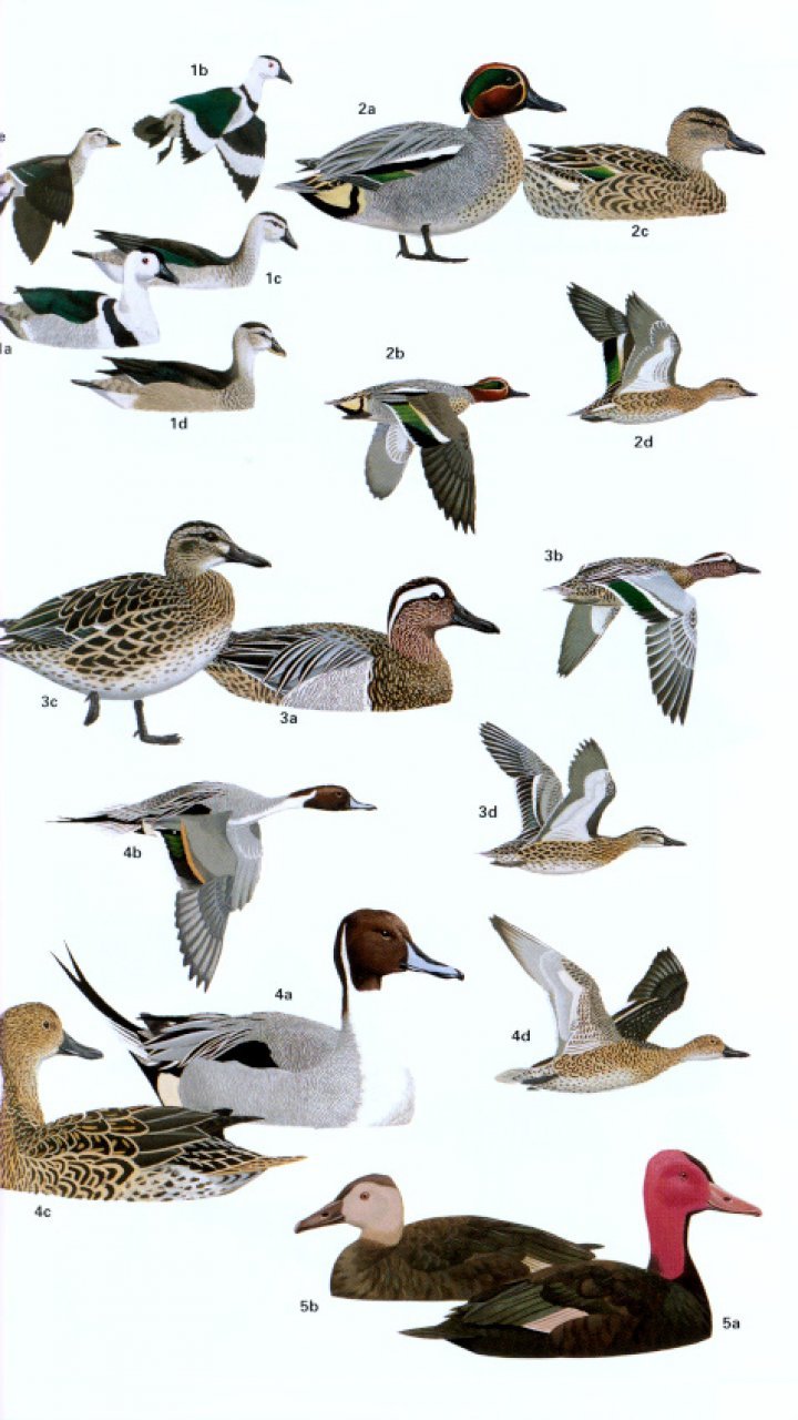 helm field guides. birds of southern india