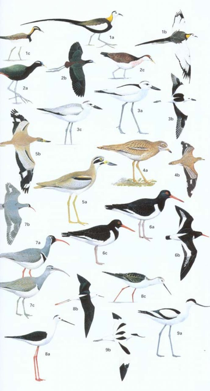 helm field guide to the birds of pakistan