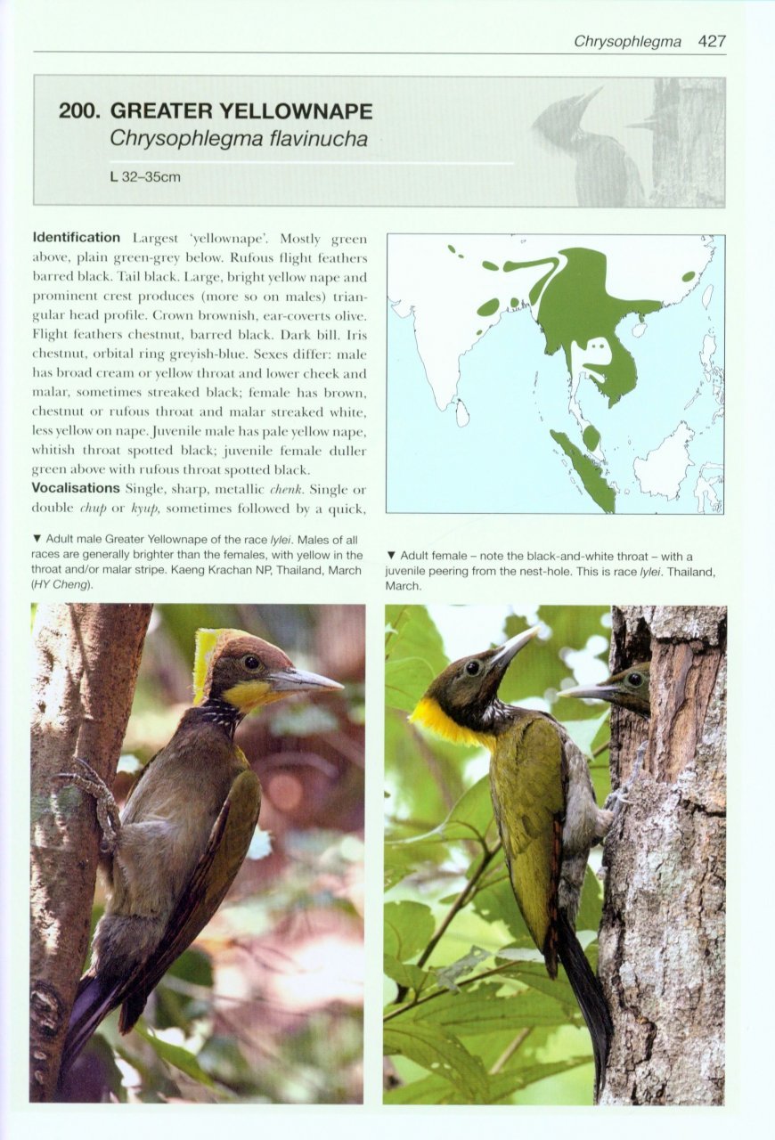 helm photographic guides. woodpeckers of the world