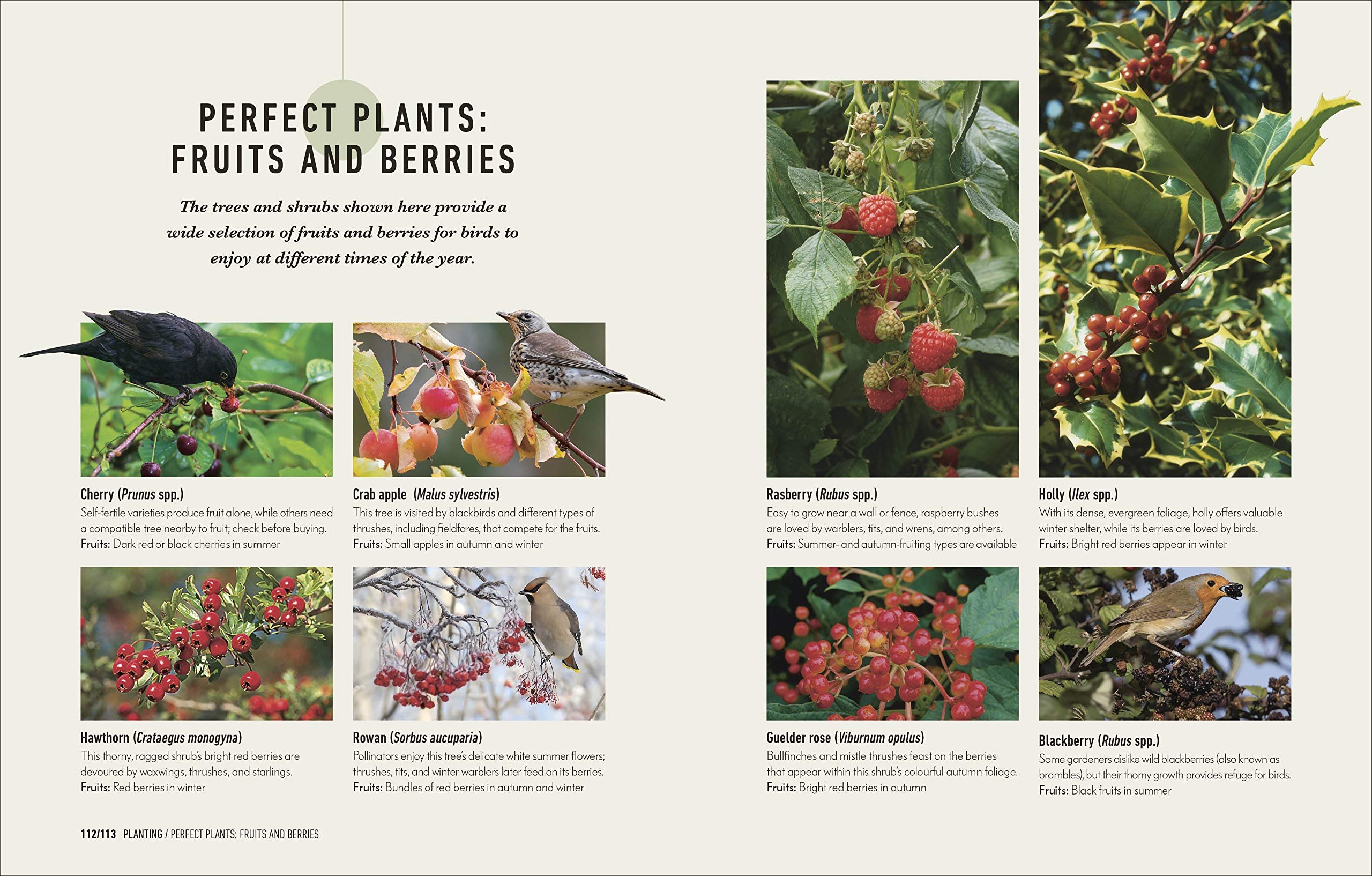 how to attract birds to your garden: food they like, plants they love, shelter they need