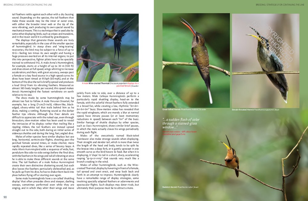 hummingbirds. a celebration of nature's jewels