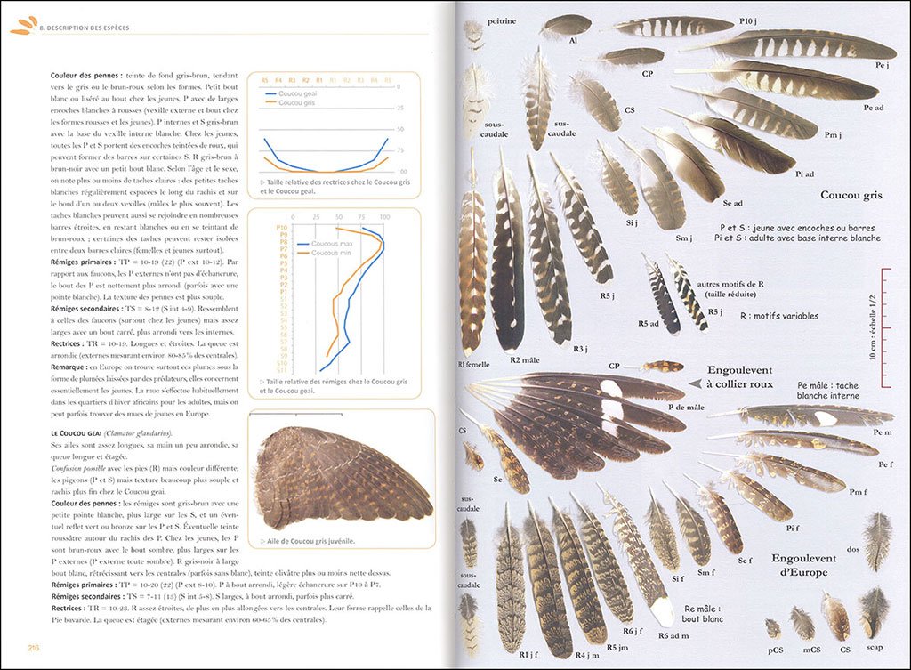 identifier les plumes des oiseaux d'europe occidentale