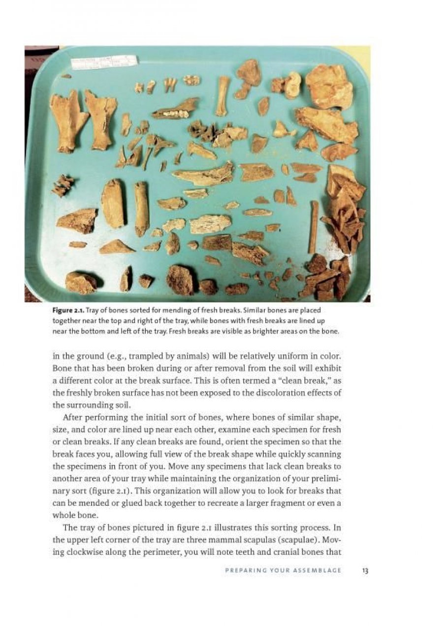 identifying & interpreting animal bones. a manual