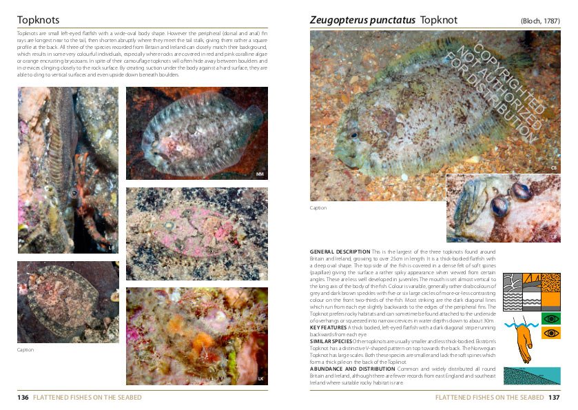 inshore fishes of britain and ireland