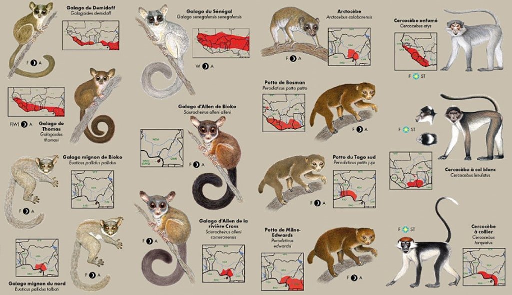 les primates d'afrique de l'ouest. guide d'identification de poche