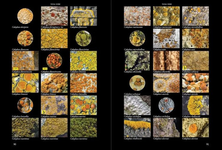 lichens of ireland & great britain: a visual guide to their identification (2 volume set)