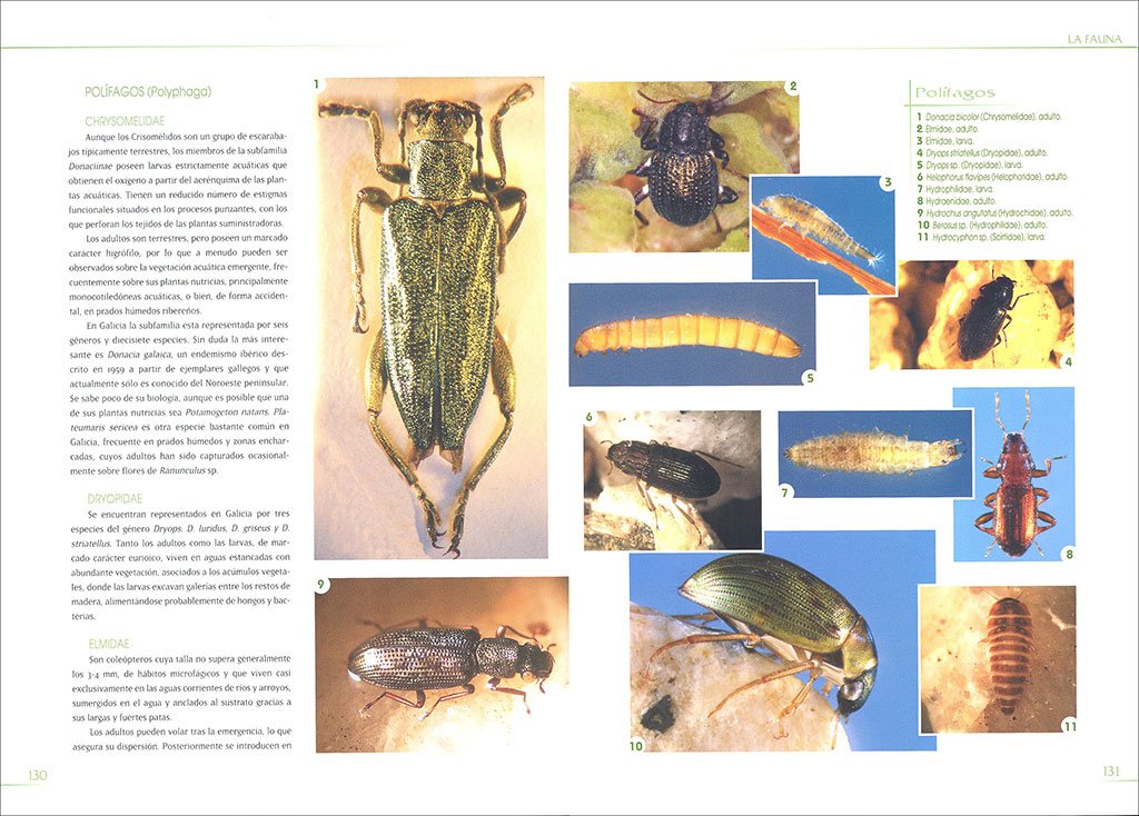 macroinvertebrados de las aguas dulces de galicia