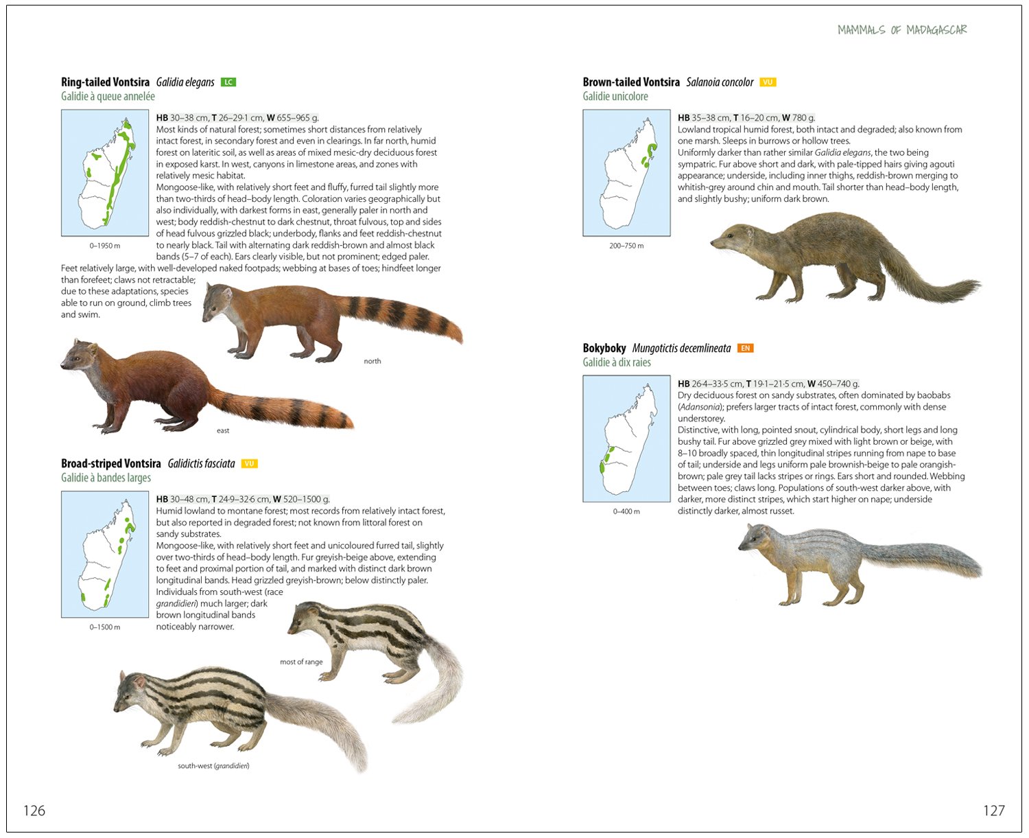 mammals of madagascar